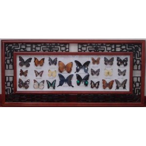 Gift Animal Butterfly  4/ctn 17"x36" 